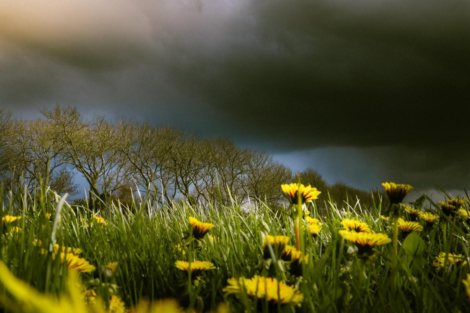 Cynnewille Ee Buitenkant foto